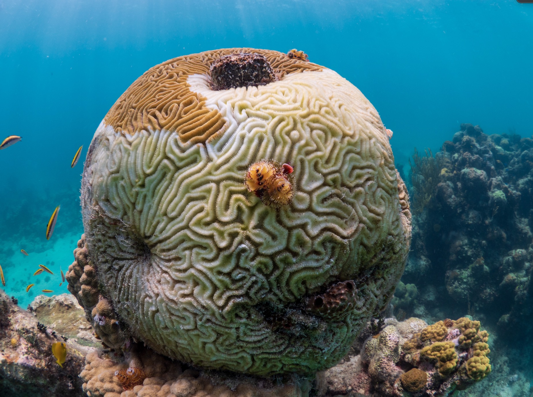 Brain coral showing SCTLD tissue loss in The Bahamas