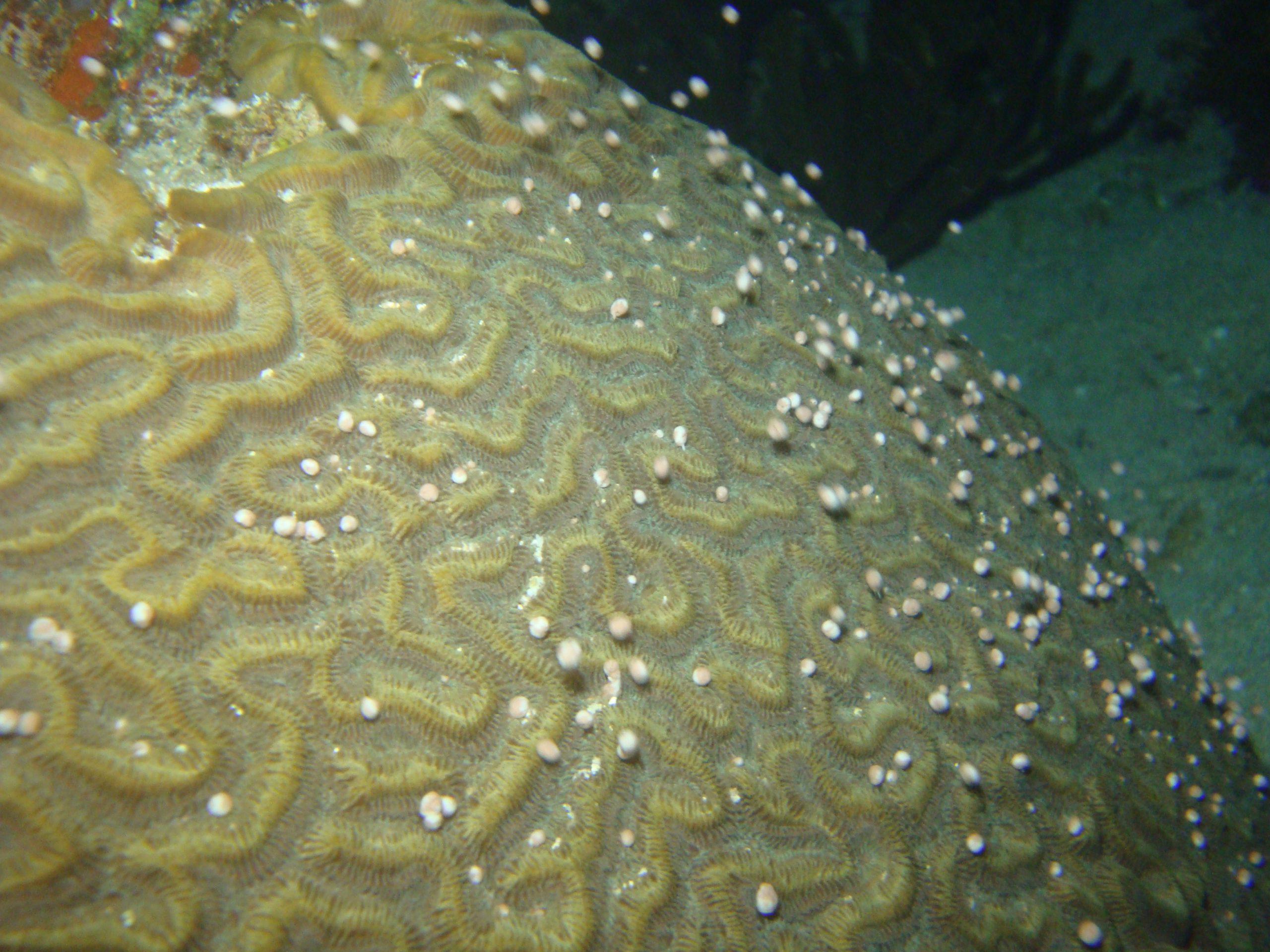 Brain coral releasing gamete bundles during nighttime spawning