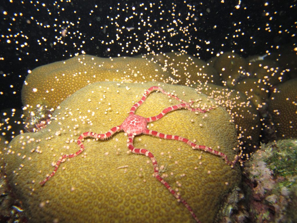 Brittle star positioned on a spawning coral colony as egg-sperm bundles rise into the water column at night
