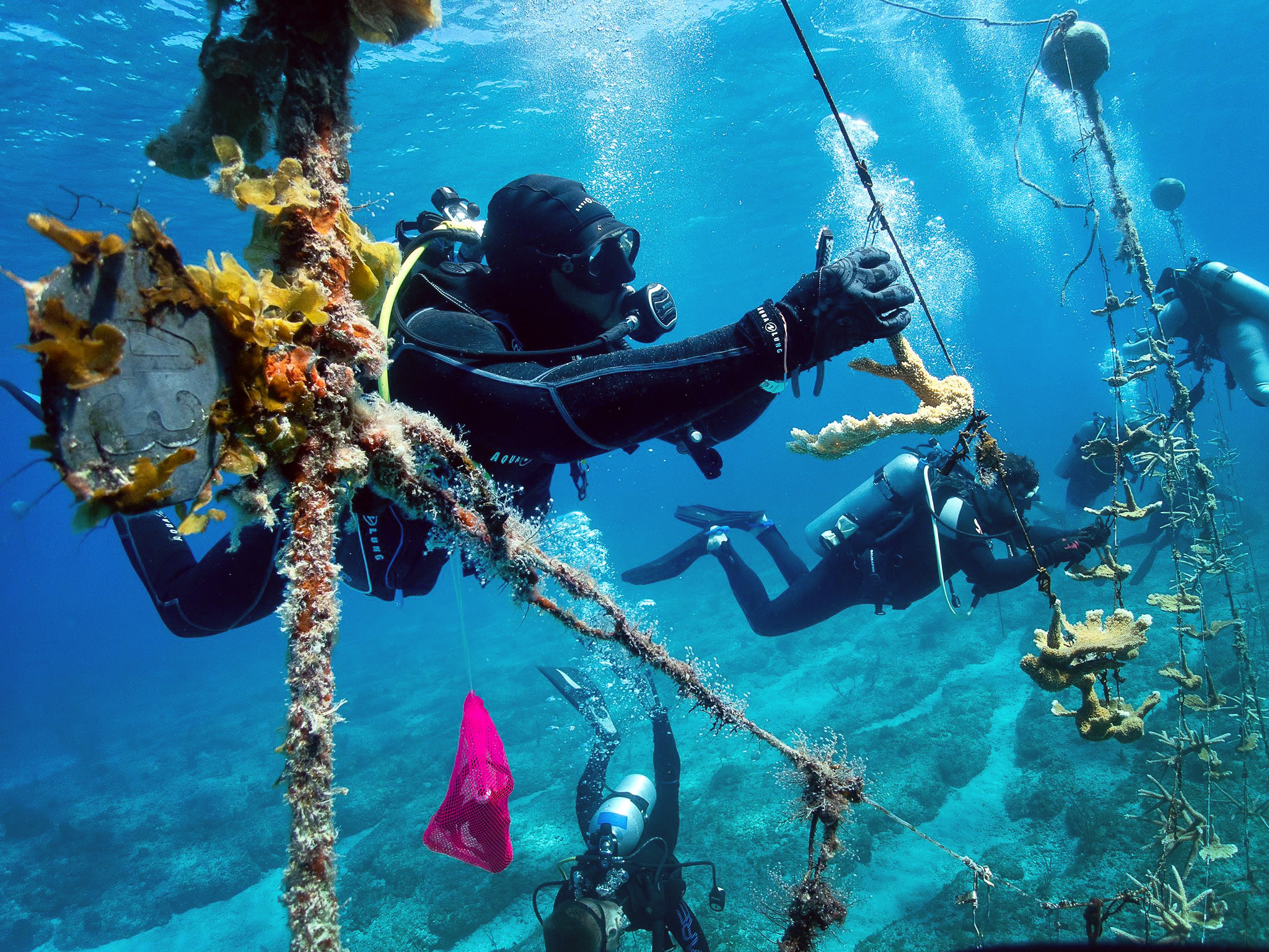Divers working together to plant coral fragments on a restoration site in clear blue water