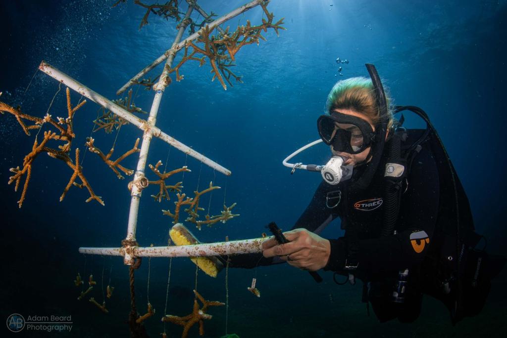 Underwater coral nursery with healthy coral fragments growing on restoration structures