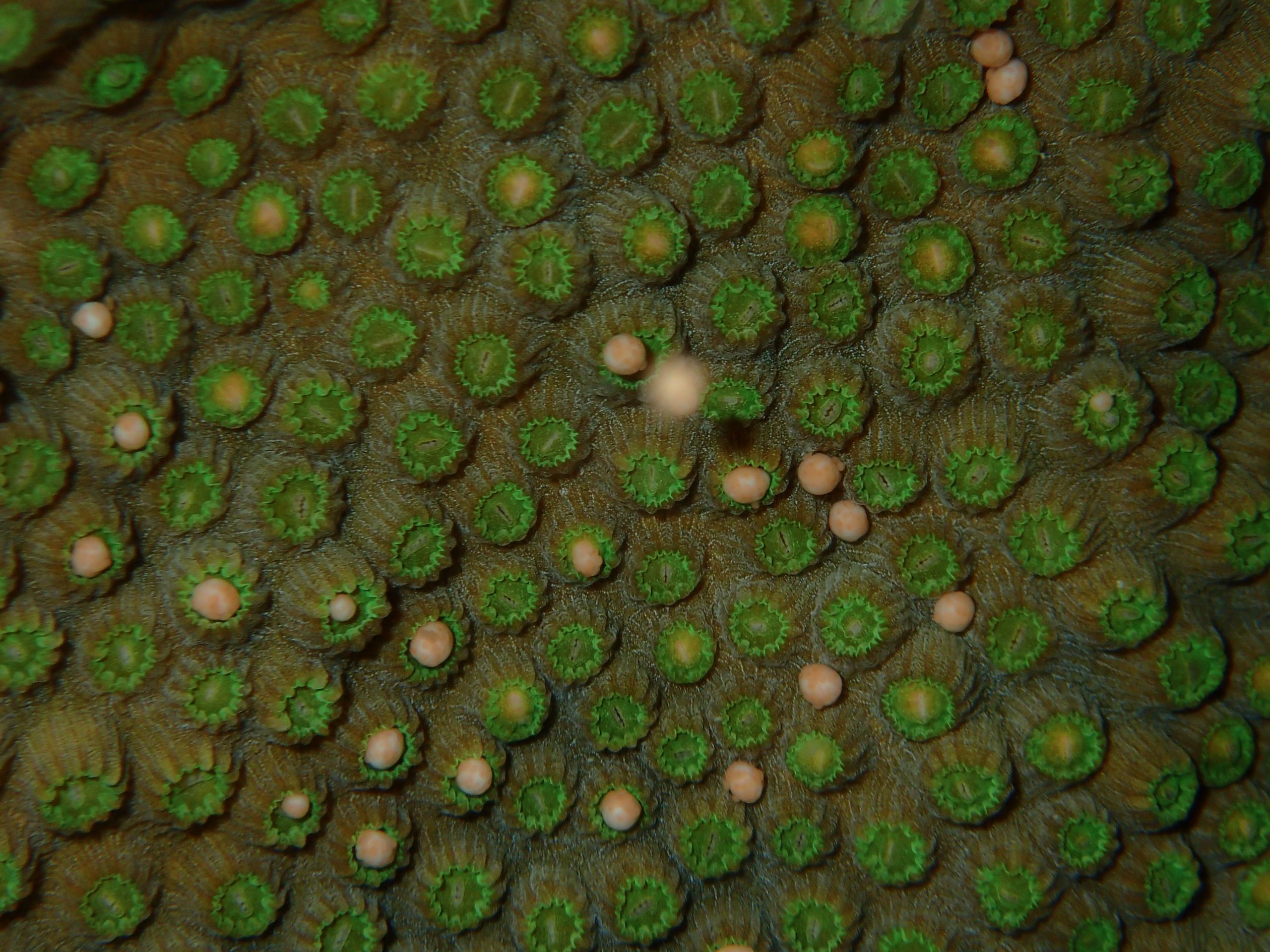 Close-up of coral polyps releasing egg-sperm bundles during spawning