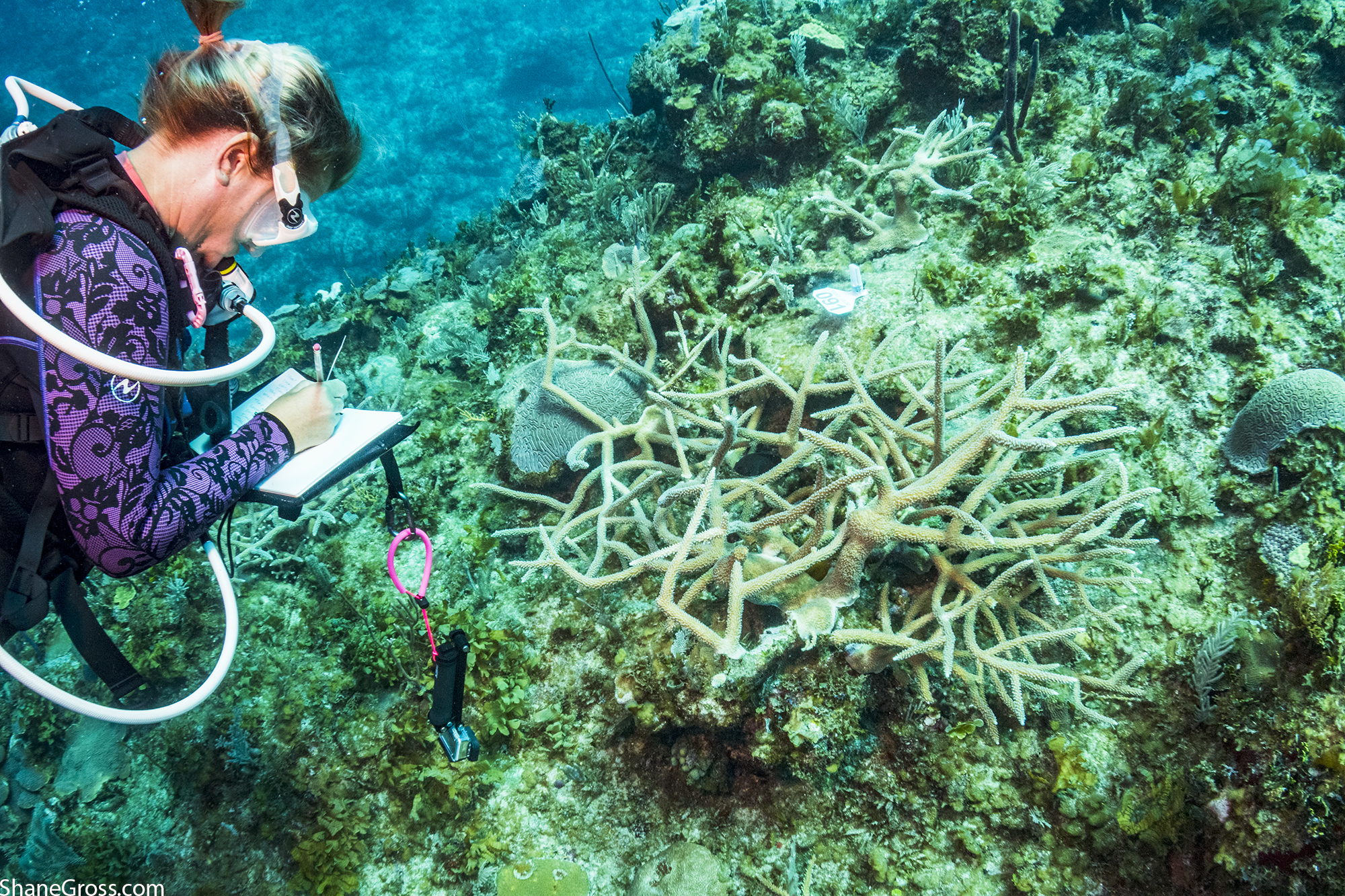 Scientist surveying staghorn coral restoration
 site