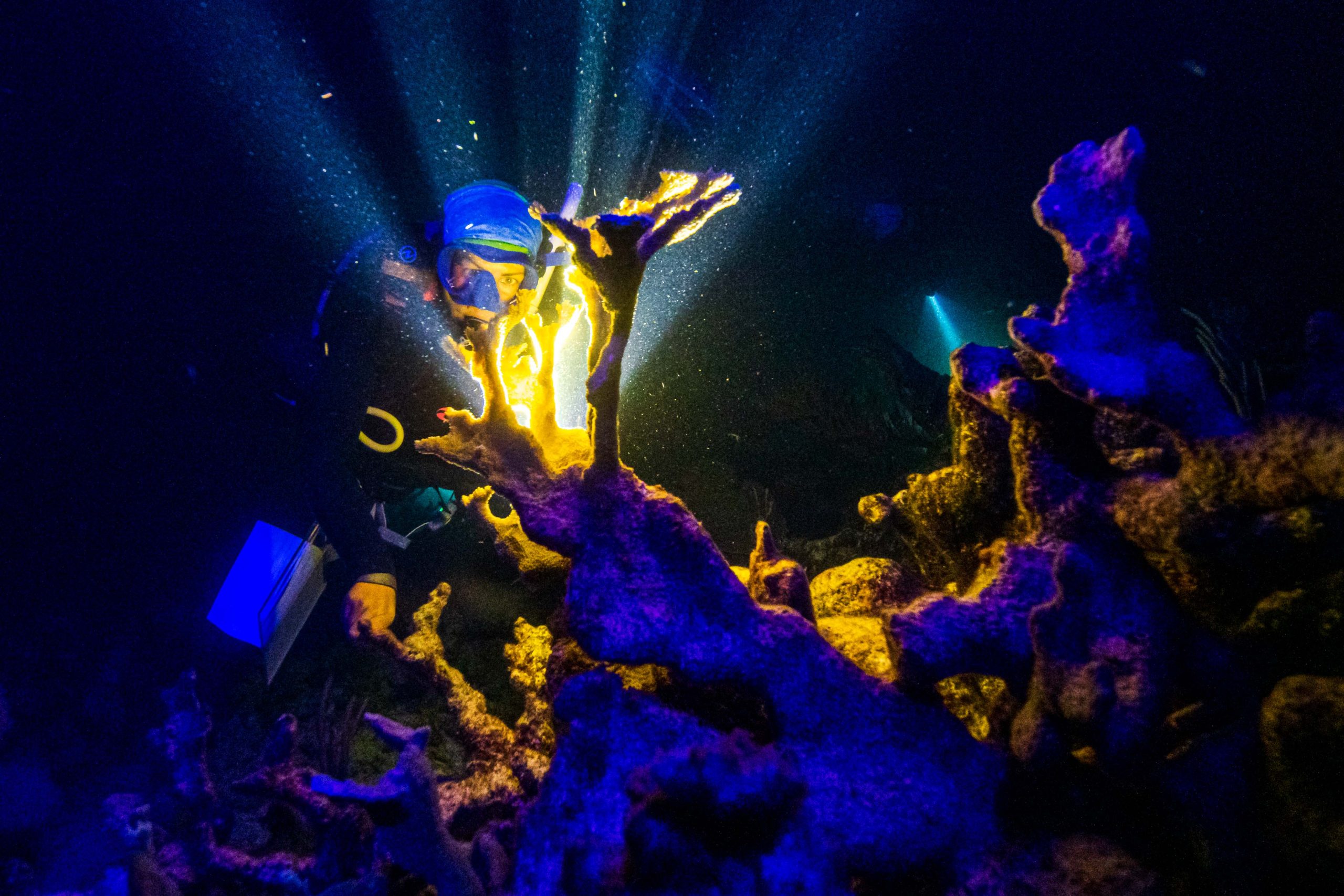 PIMS scientist conducting UV fluorescence night dive