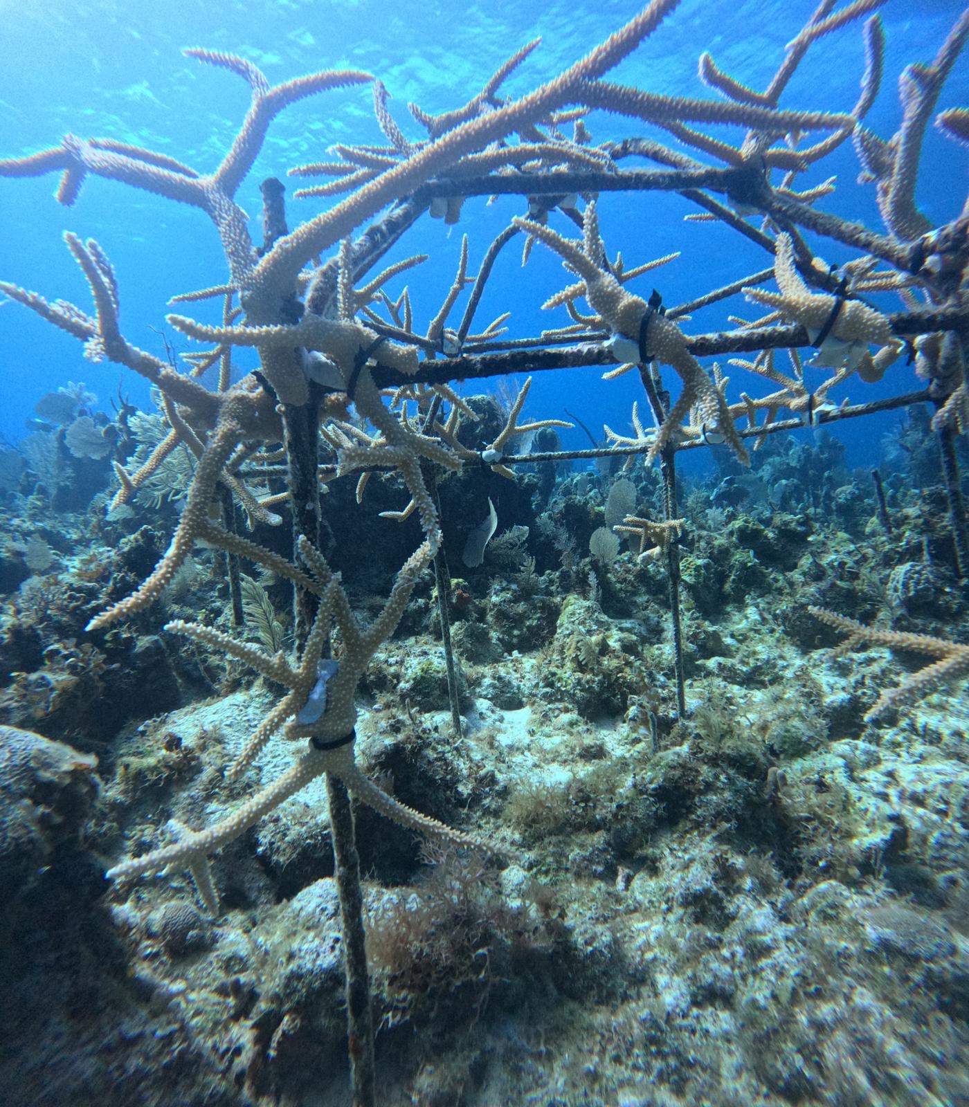 Coral restoration diving at Small Hope Bay