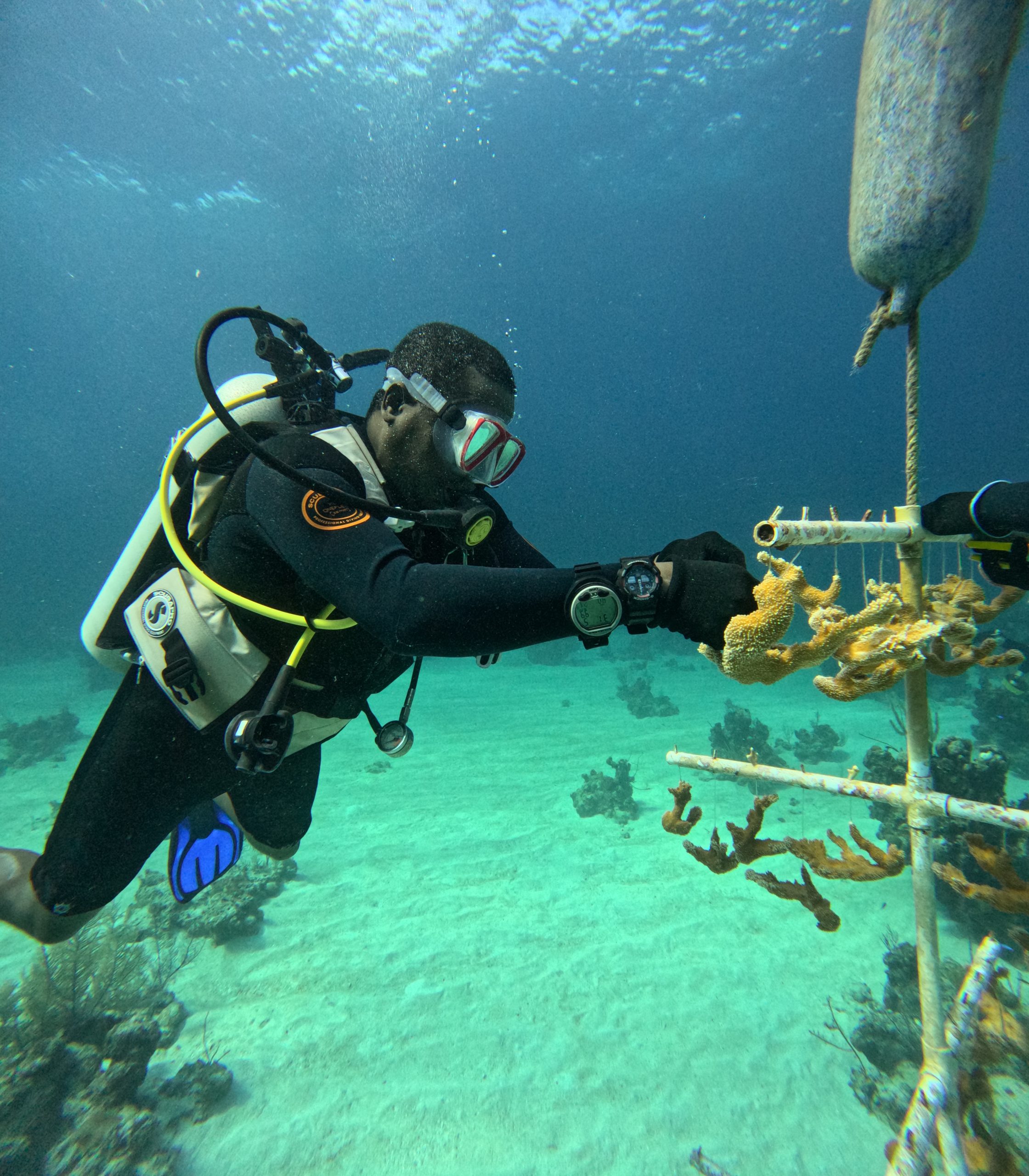 Diver tending an Acropora coral nursery during a Reef Rescue restoration dive in The Bahamas.