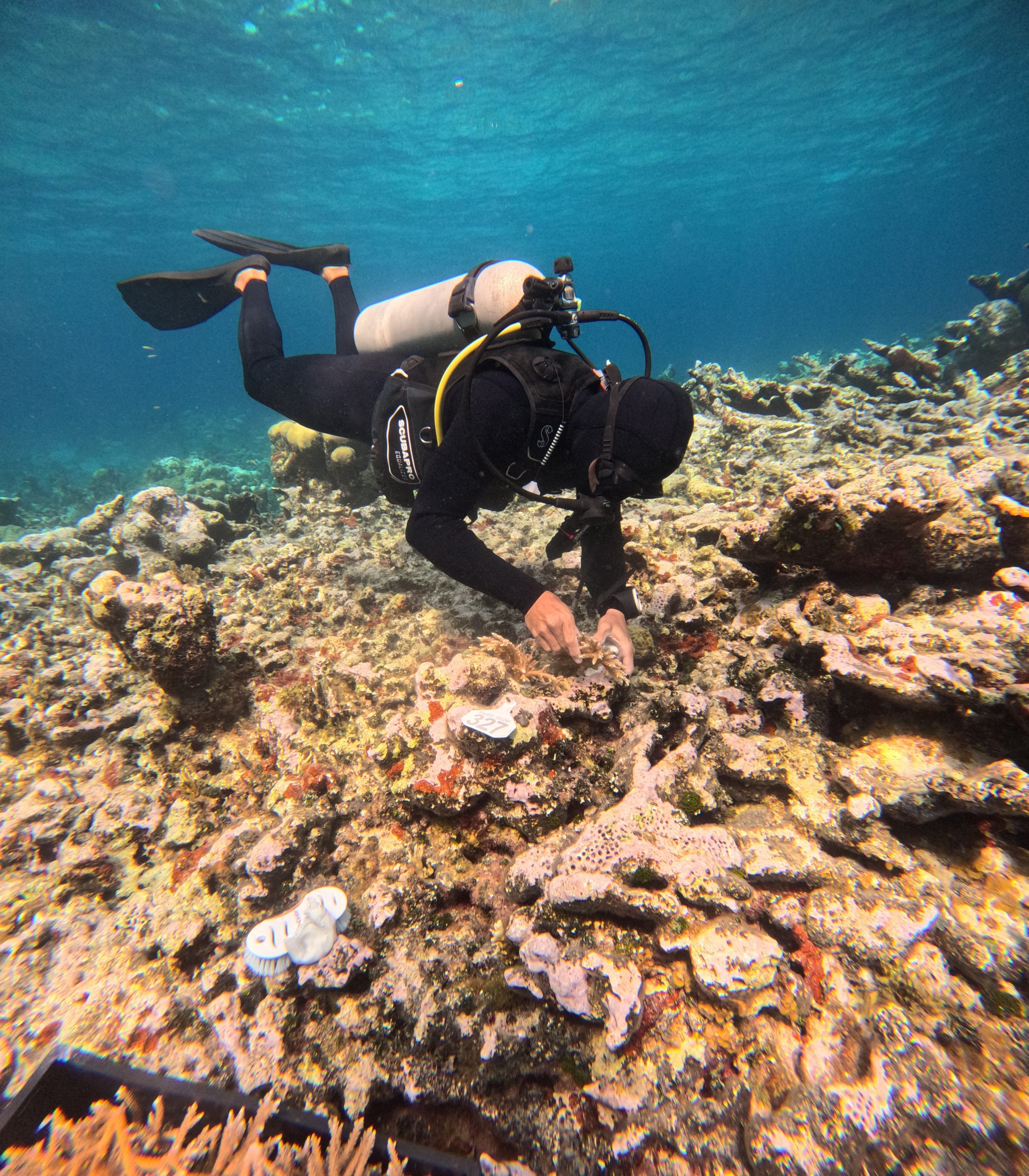 Coral nursery diving at Forfar Field Station