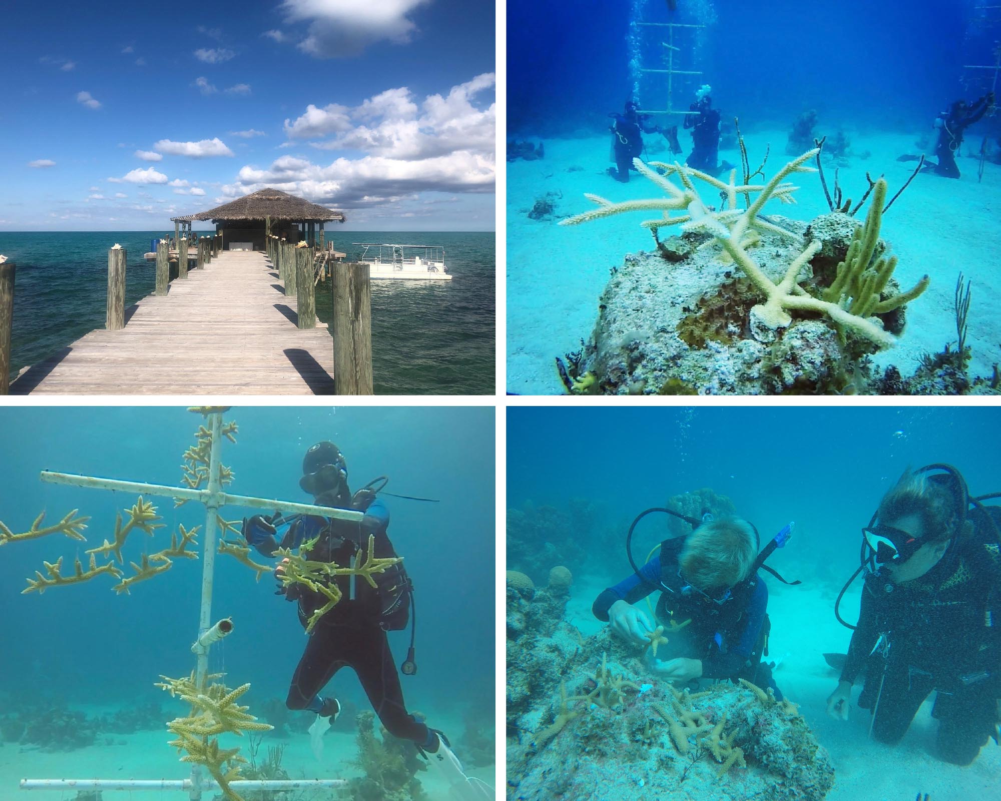 Small Hope Bay Lodge expedition collage, coral restoration diving on Andros Island