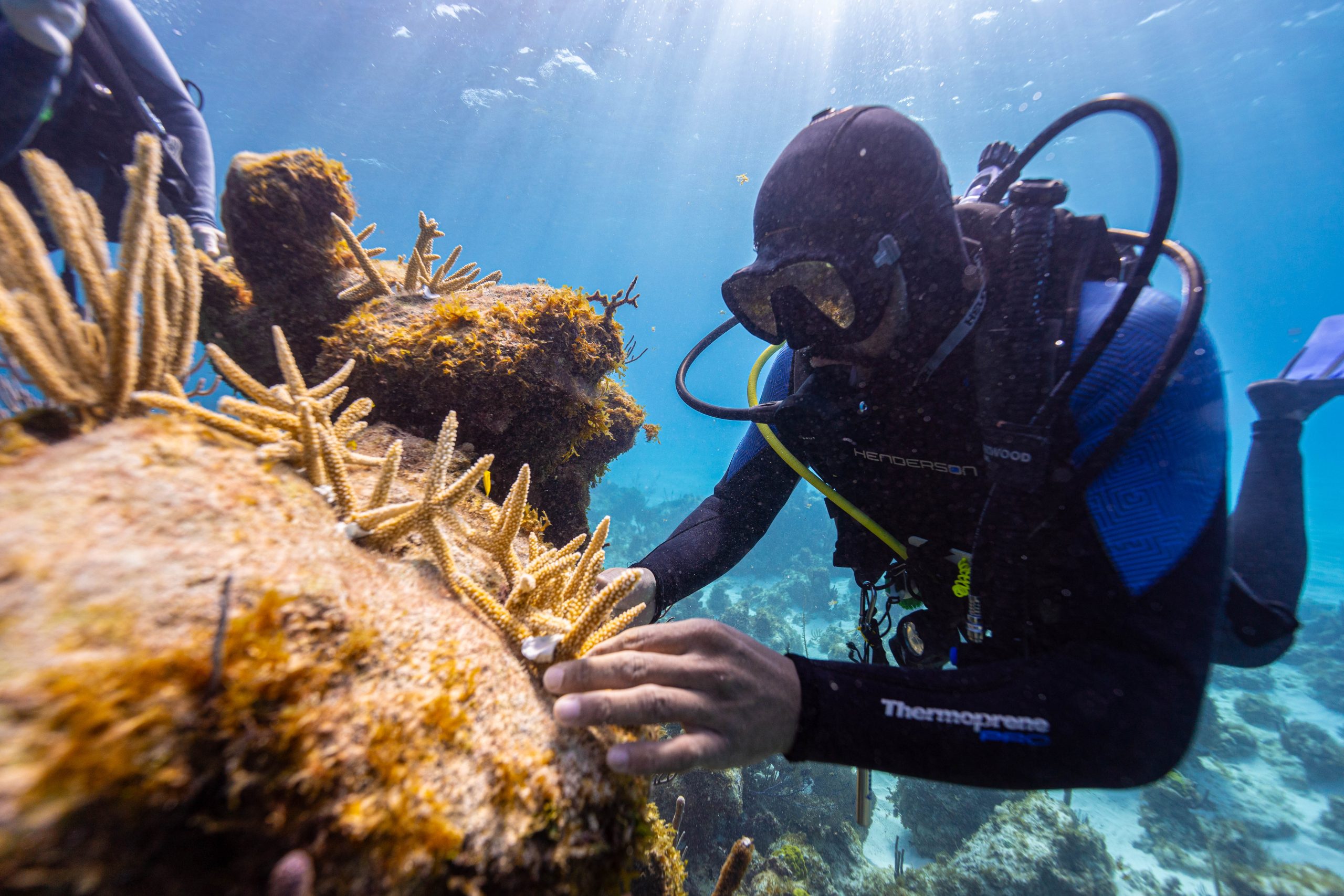 Diver outplanting a staghorn coral fragment onto the reef during a PIMS coral restoration field trip in The Bahamas.