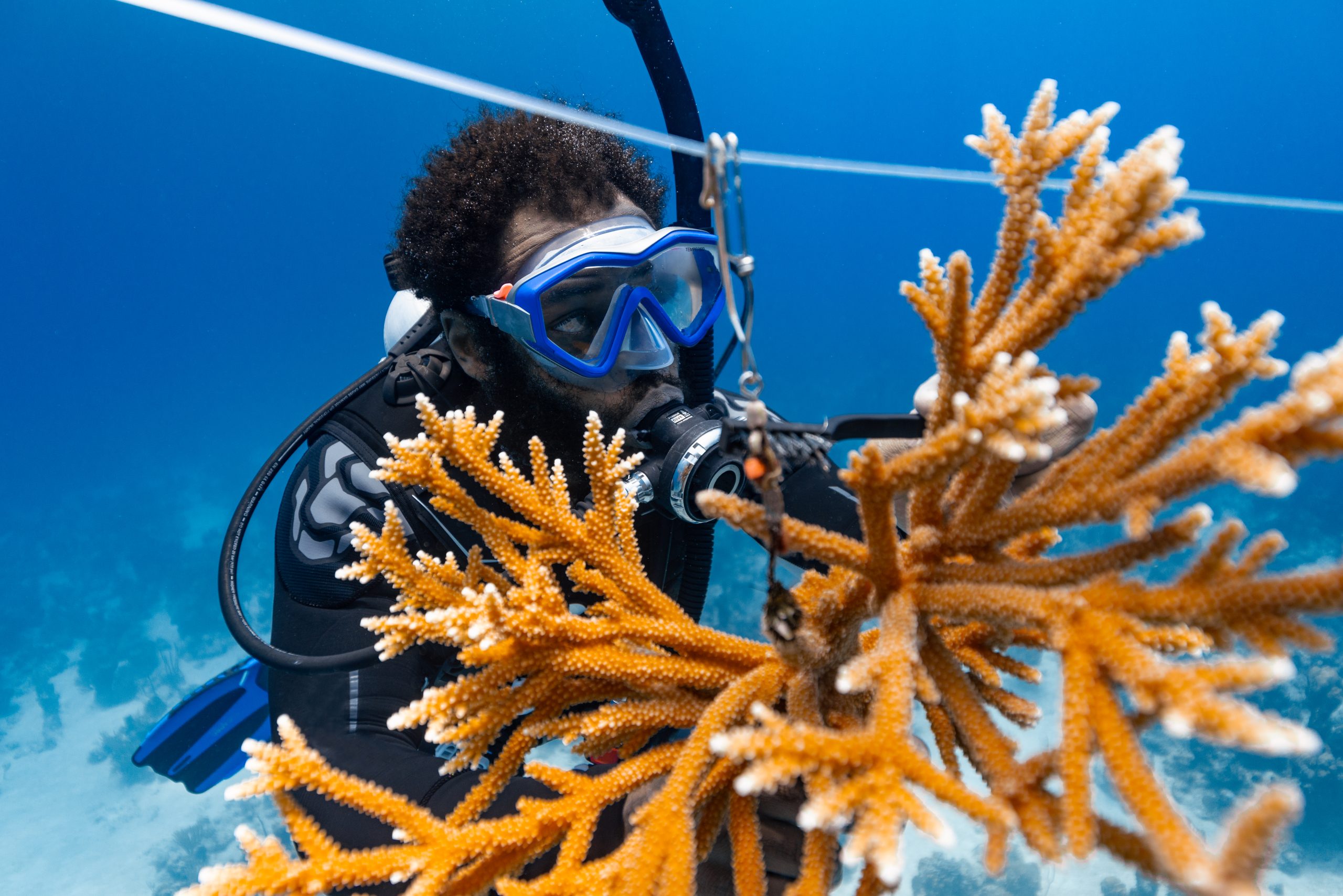 Diver tending an Acropora coral nursery during a Reef Rescue Expedition.