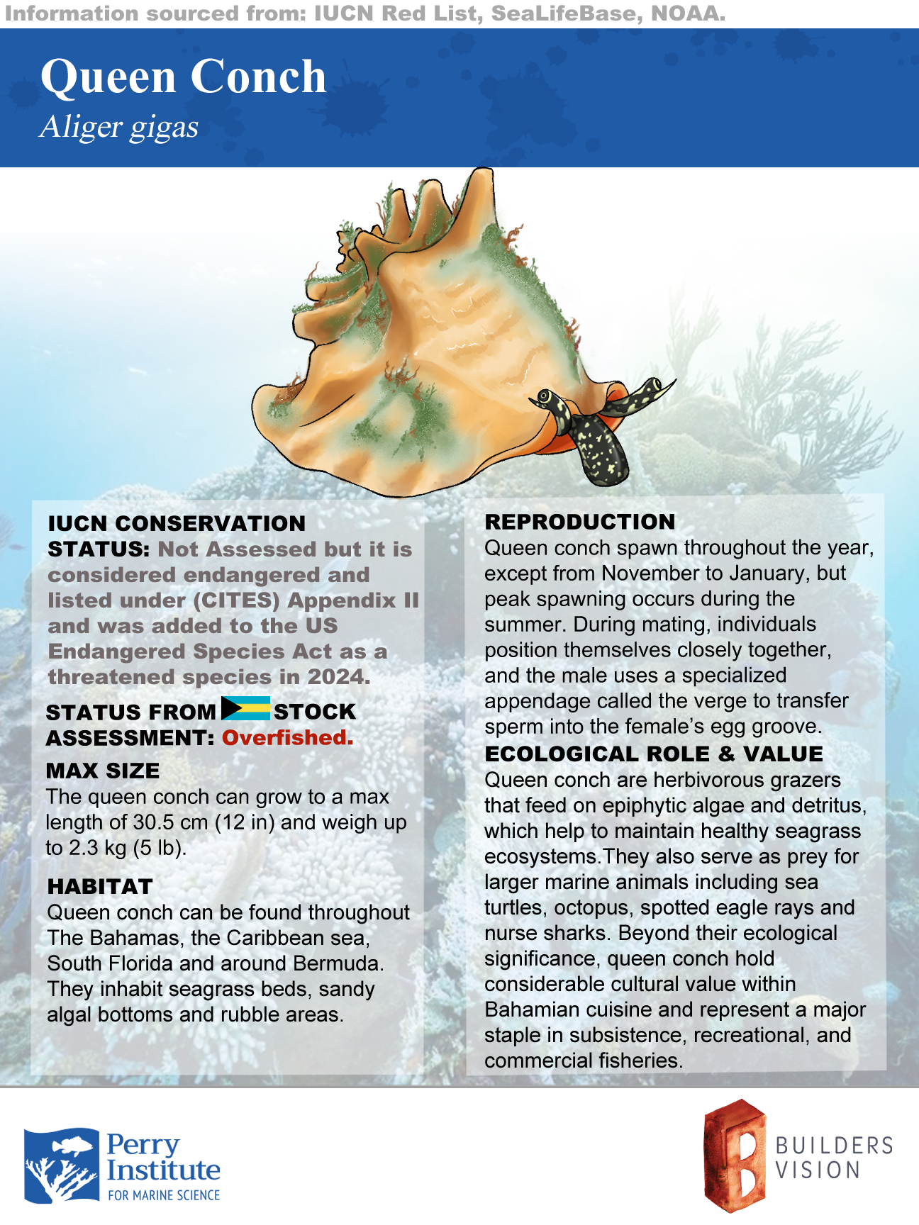 Queen conch species fact sheet — PIMS Bahamian fisheries assessment